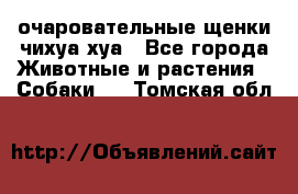 очаровательные щенки чихуа-хуа - Все города Животные и растения » Собаки   . Томская обл.